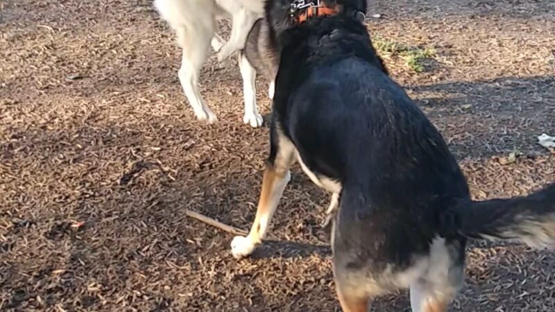 Corona Dog Park - Corona, CA