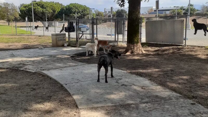 Corona Dog Park - Corona, CA