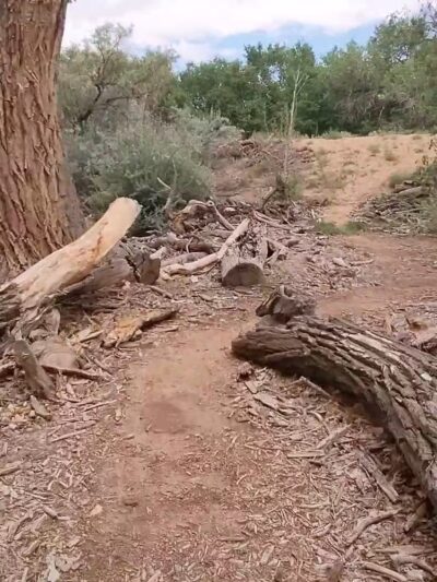 Rio Rancho/Corrales Bosque Preserve - Corrales, NM
