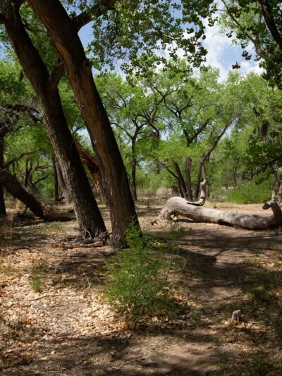 Rio Rancho/Corrales Bosque Preserve - Corrales, NM