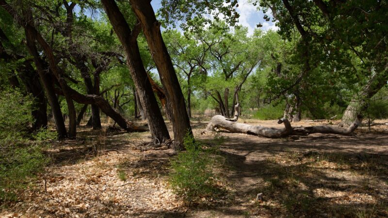 Rio Rancho/Corrales Bosque Preserve - Corrales, NM