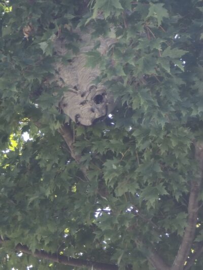 Cortland Park - Cortland, IL