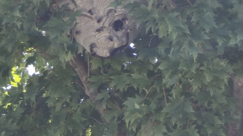 Cortland Park - Cortland, IL