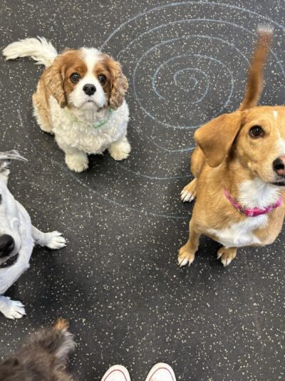 Dogtopia of Yorktown - Cortlandt, NY