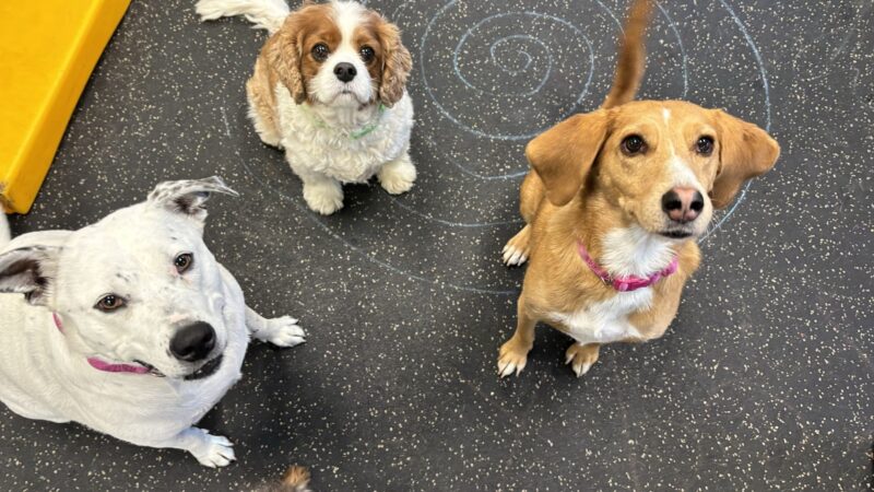 Dogtopia of Yorktown - Cortlandt, NY