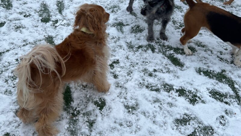 Dogtopia of Yorktown - Cortlandt, NY