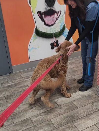 Dogtopia of Yorktown - Cortlandt, NY