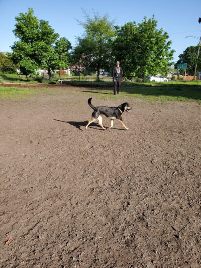 Corvallis Dog Park - Corvallis, OR