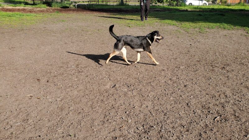 Corvallis Dog Park - Corvallis, OR