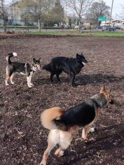 Corvallis Dog Park - Corvallis, OR