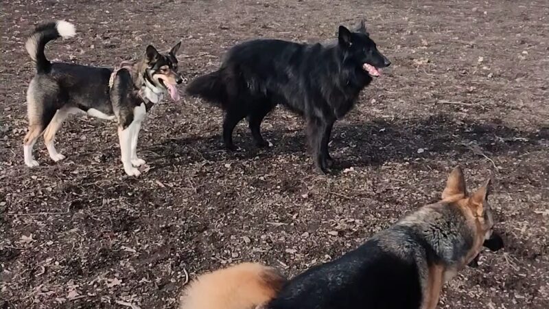 Corvallis Dog Park - Corvallis, OR