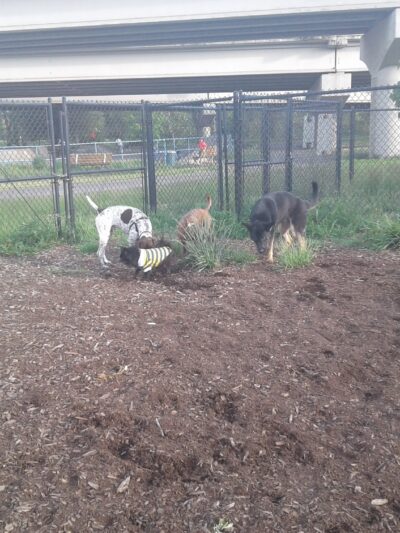 Corvallis Dog Park - Corvallis, OR