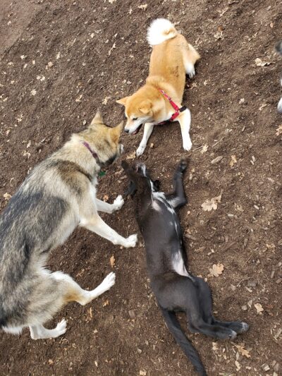 Corvallis Dog Park - Corvallis, OR