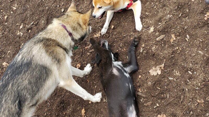 Corvallis Dog Park - Corvallis, OR