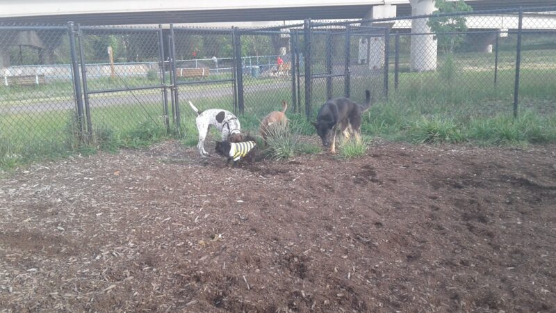 Corvallis Dog Park - Corvallis, OR