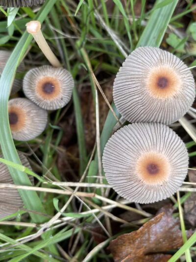 Off-Leash Dog Area - Corvallis, OR