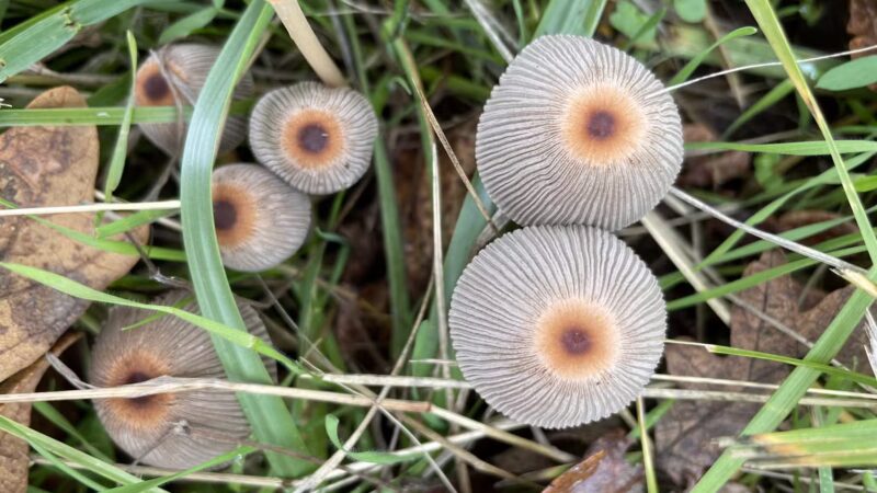 Off-Leash Dog Area - Corvallis, OR