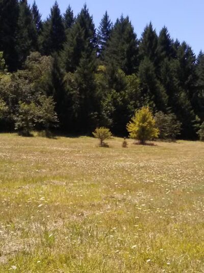 Off-Leash Dog Area - Corvallis, OR