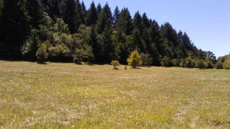 Off-Leash Dog Area - Corvallis, OR