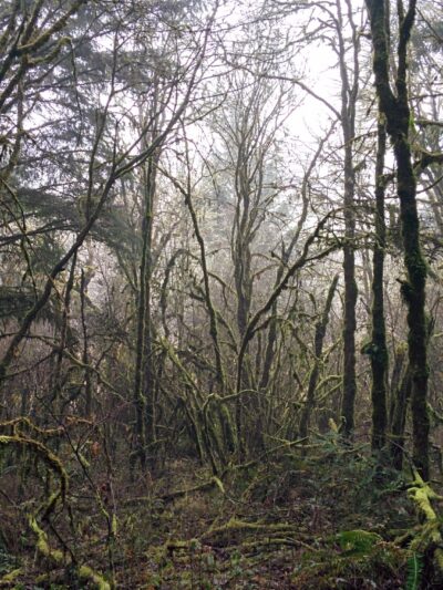 Off-Leash Dog Area - Corvallis, OR