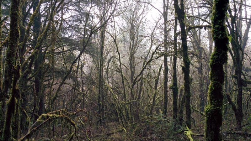 Off-Leash Dog Area - Corvallis, OR