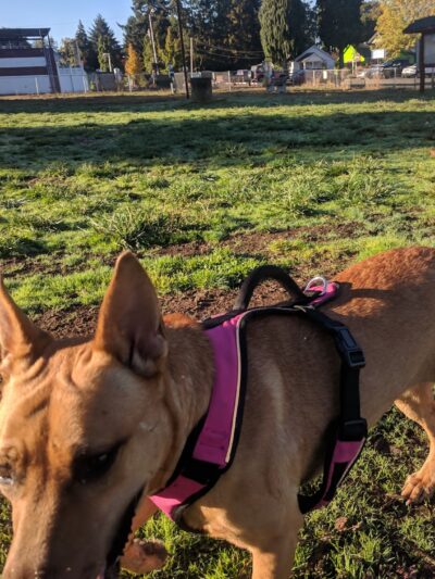 Lulu's Dog Park - Cottage Grove, OR