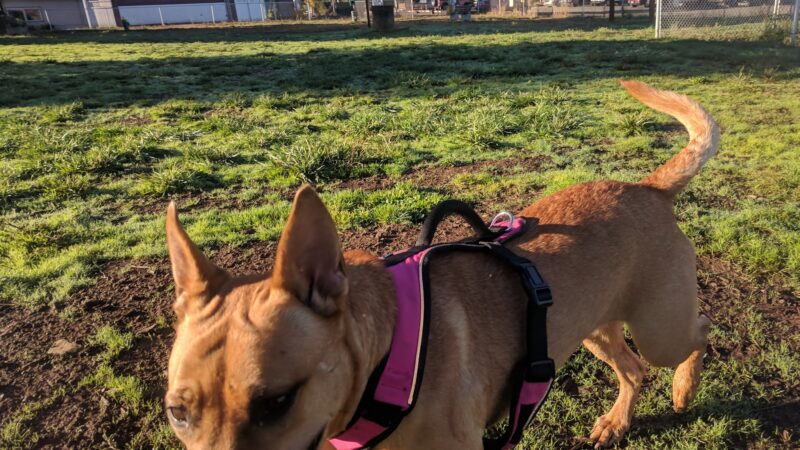 Lulu's Dog Park - Cottage Grove, OR