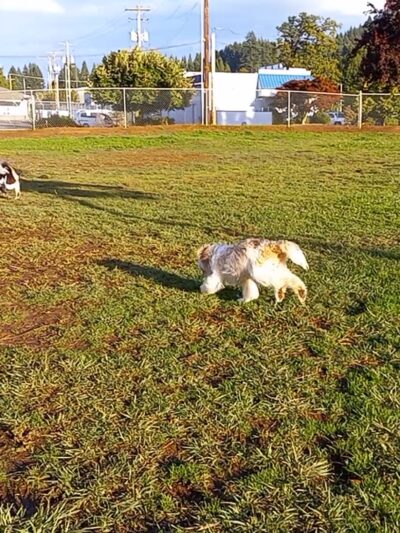 Lulu's Dog Park - Cottage Grove, OR
