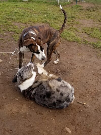Lulu's Dog Park - Cottage Grove, OR