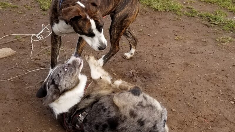 Lulu's Dog Park - Cottage Grove, OR