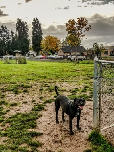 Lulu's Dog Park - Cottage Grove, OR