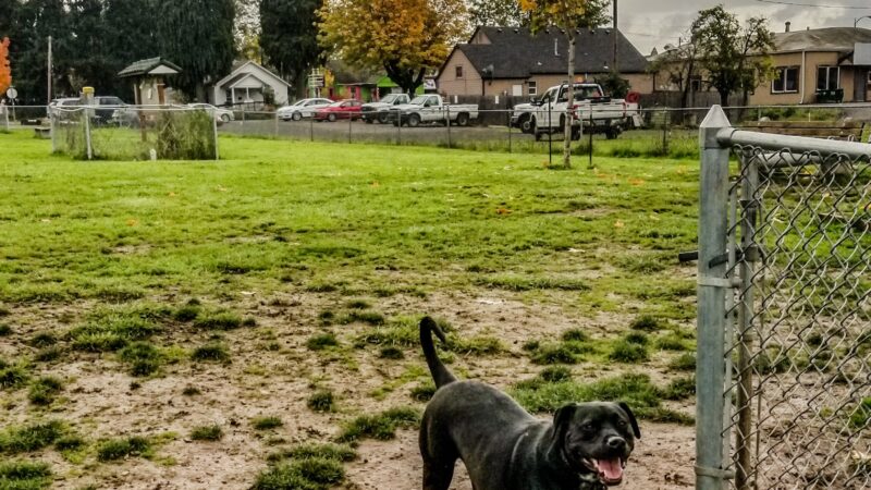 Lulu's Dog Park - Cottage Grove, OR