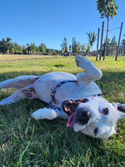 South River Road Dog Park - Cottage Grove, OR