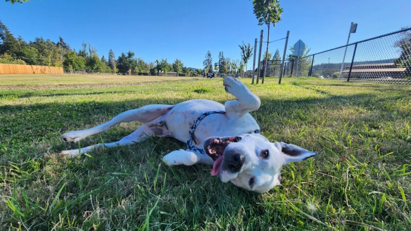 South River Road Dog Park - Cottage Grove, OR