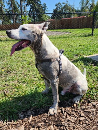 South River Road Dog Park - Cottage Grove, OR