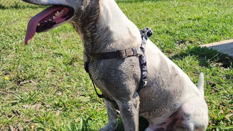 South River Road Dog Park - Cottage Grove, OR