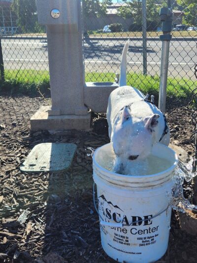 South River Road Dog Park - Cottage Grove, OR