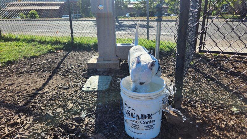 South River Road Dog Park - Cottage Grove, OR