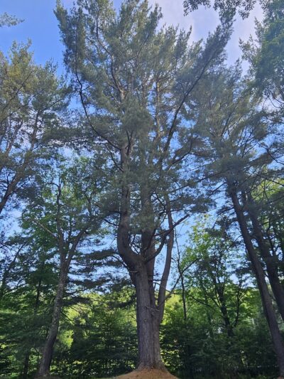 Saulter Preserve - Coudersport, PA