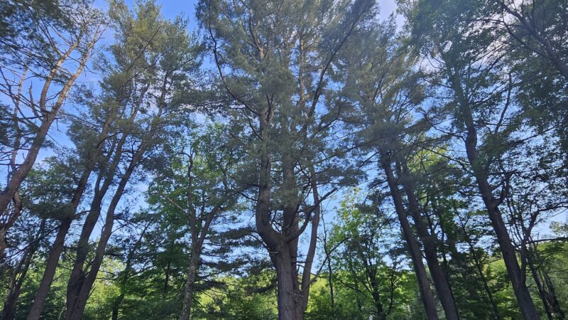 Saulter Preserve - Coudersport, PA