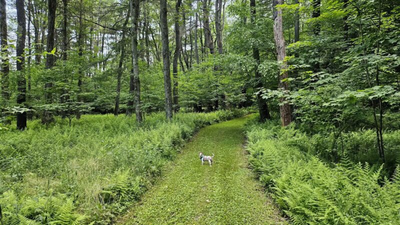 Saulter Preserve - Coudersport, PA