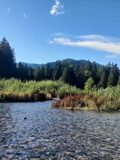 Cougar Park & Campground - Cougar, WA