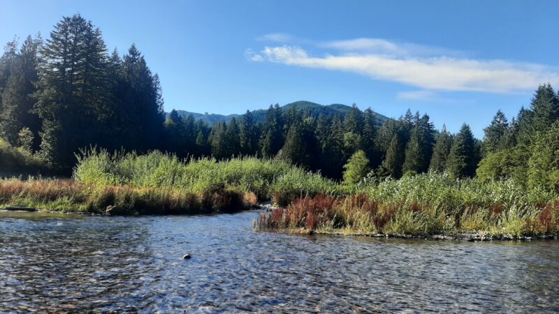 Cougar Park & Campground - Cougar, WA