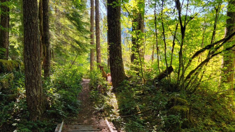 Lewis River Trail - Cougar, WA