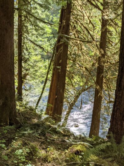 Lewis River Trail - Cougar, WA