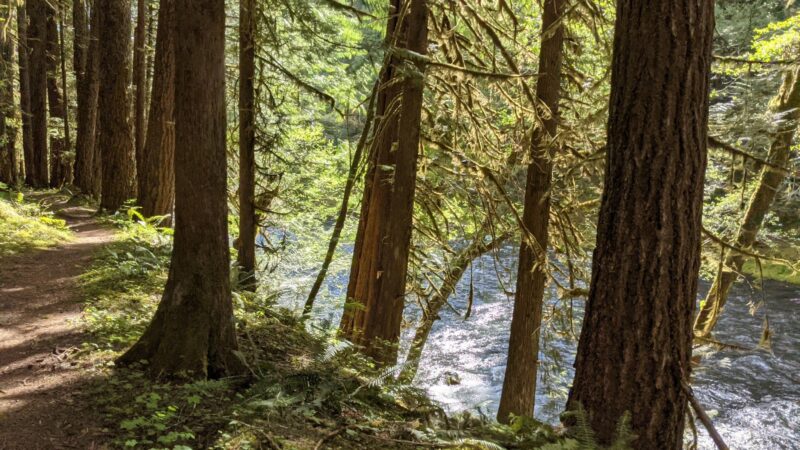 Lewis River Trail - Cougar, WA