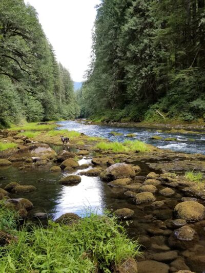 Lewis River Trail - Cougar, WA