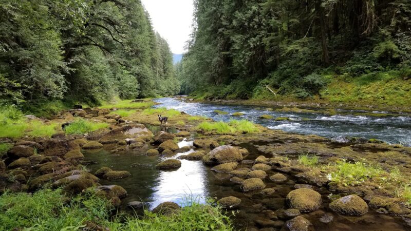 Lewis River Trail - Cougar, WA
