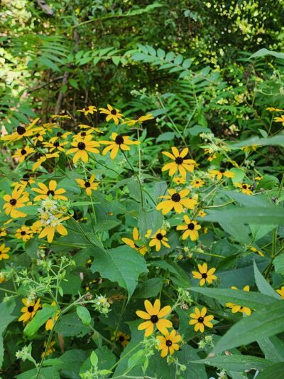 Covington Circle Trail - Covington, IN