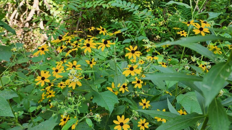 Covington Circle Trail - Covington, IN